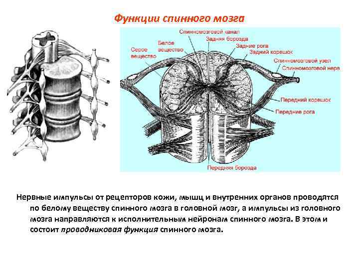 Функции спинного мозга Нервные импульсы от рецепторов кожи, мышц и внутренних органов проводятся по