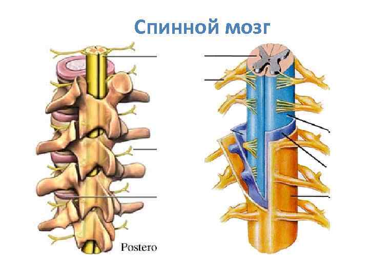 Спинной мозг 