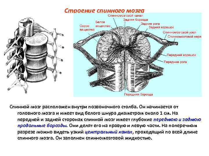 Строение спинного мозга Спинной мозг расположен внутри позвоночного столба. Он начинается от головного мозга