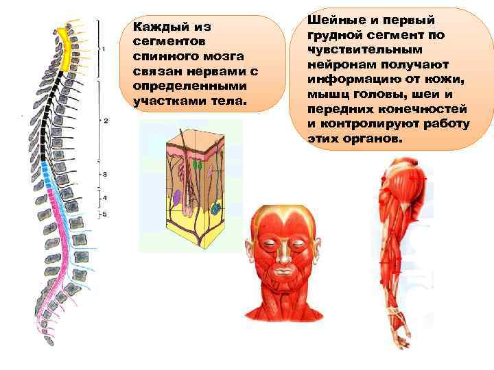 Каждый из сегментов спинного мозга связан нервами с определенными участками тела. Шейные и первый