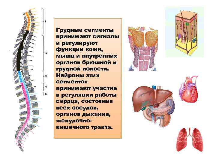 Грудные сегменты принимают сигналы и регулируют функции кожи, мышц и внутренних органов брюшной и