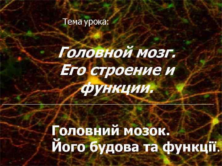 Тема урока: Головной мозг. Его строение и функции. ___________________________________ Головний мозок. Його будова та