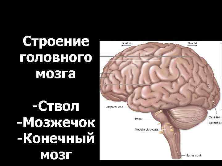 Строение головного мозга -Ствол -Мозжечок -Конечный мозг 