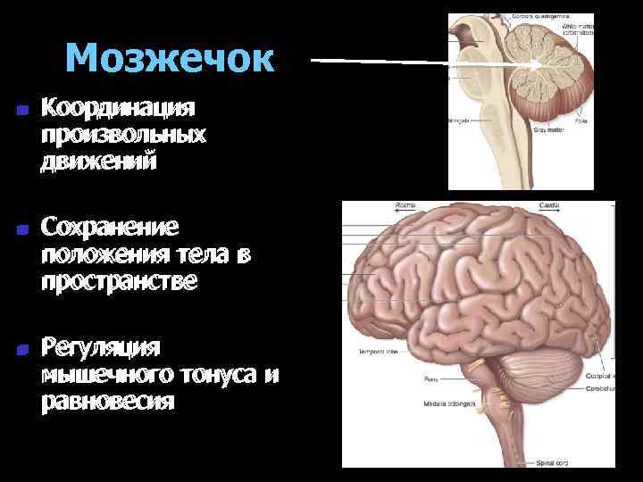 Мозжечок n n n Координация произвольных движений Сохранение положения тела в пространстве Регуляция мышечного