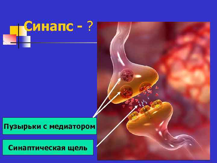 Синапс - ? Пузырьки с медиатором Синаптическая щель 