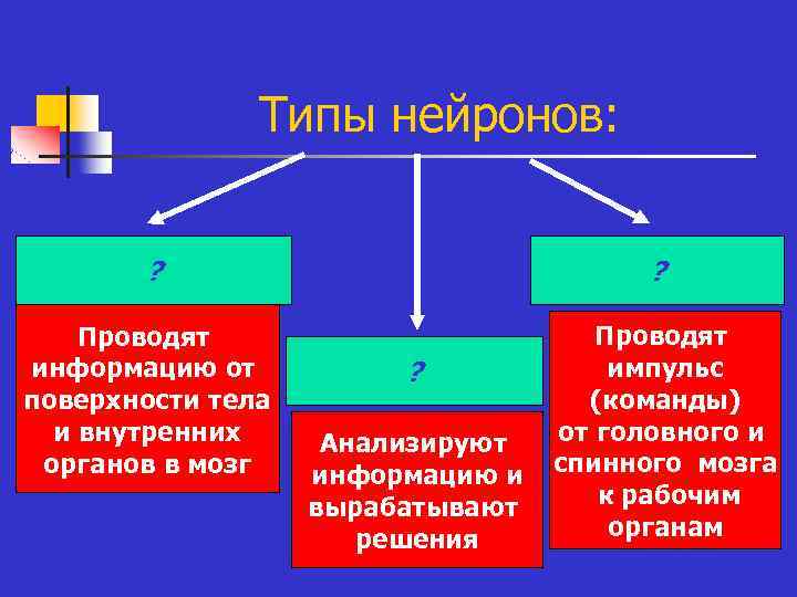 Типы нейронов: ? ? Проводят информацию от поверхности тела и внутренних органов в мозг