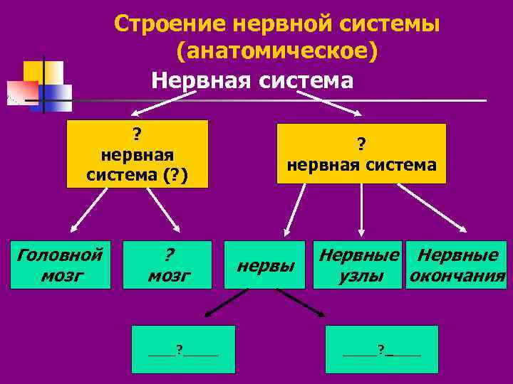 Строение нервной системы (анатомическое) Нервная система ? нервная система (? ) Головной мозг ?