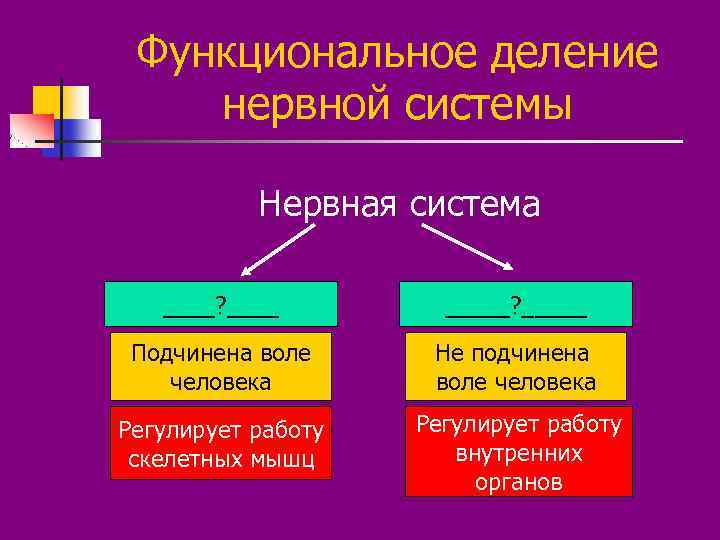 Функциональное деление нервной системы Нервная система ____? _____? _____ Подчинена воле человека Не подчинена