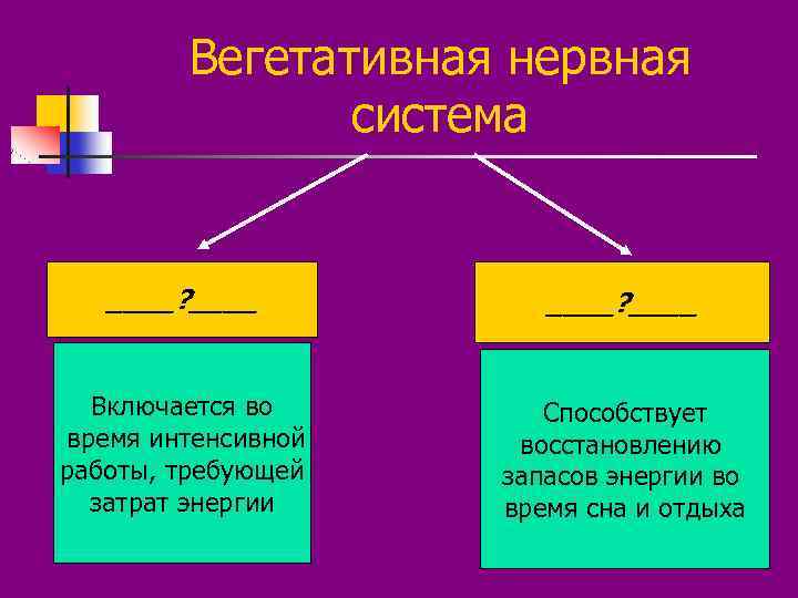 Вегетативная нервная система ____? ____ Включается во время интенсивной работы, требующей затрат энергии Способствует