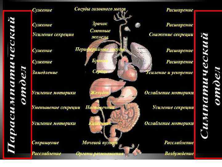 Вегетативная нервная система Симпатическая Парасимпатическая Включается во время интенсивной работы, требующей затрат энергии Способствует