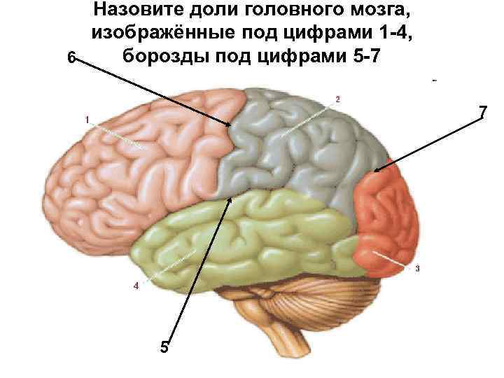 Назовите доли головного мозга, изображённые под цифрами 1 -4, борозды под цифрами 5 -7