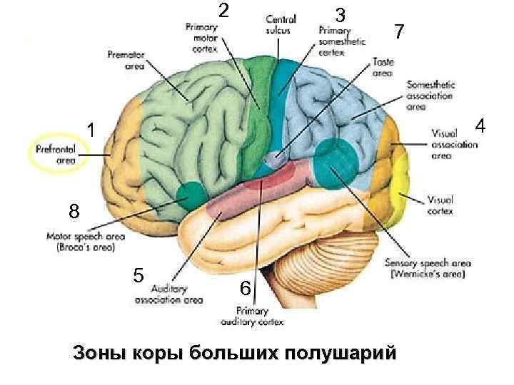 2 3 7 4 1 8 5 6 Зоны коры больших полушарий 
