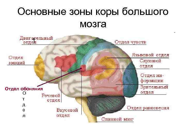 Основные зоны коры большого мозга 1 Отдел обоняния О т д е л 