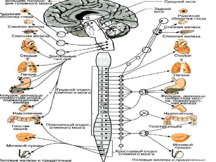Где расположены вегетативные симпатические нейроны. Схема строения вегетативной нервной системы. Схема вегетативной нервной системы животных. Схема строения симпатической части вегетативной нервной системы. Симпатическая нервная система схема.