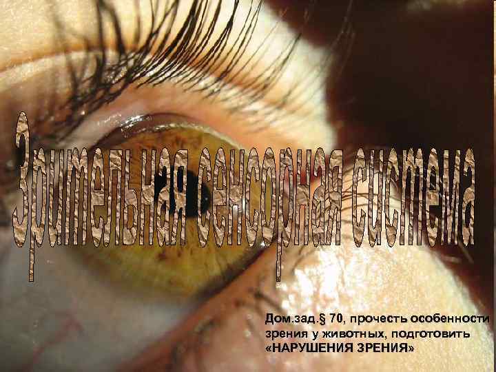 Дом. зад. § 70, прочесть особенности зрения у животных, подготовить «НАРУШЕНИЯ ЗРЕНИЯ» 