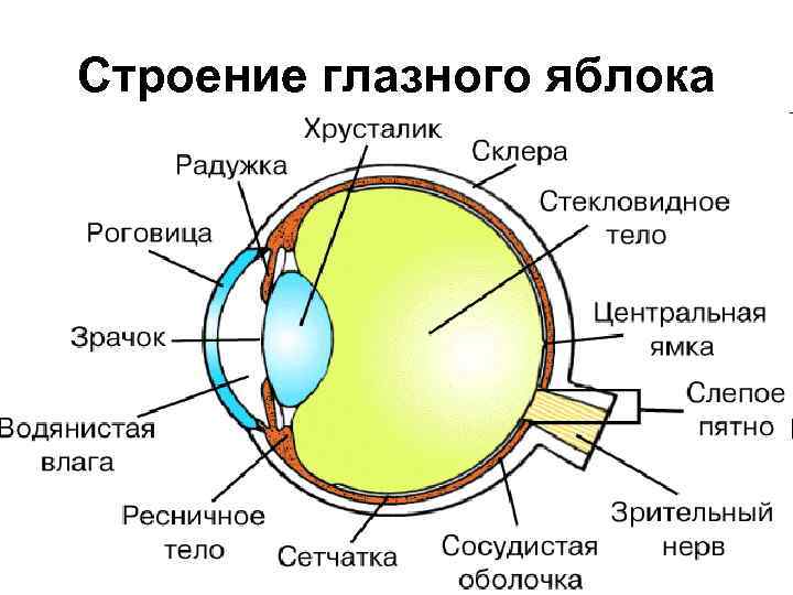 Строение глазного яблока 