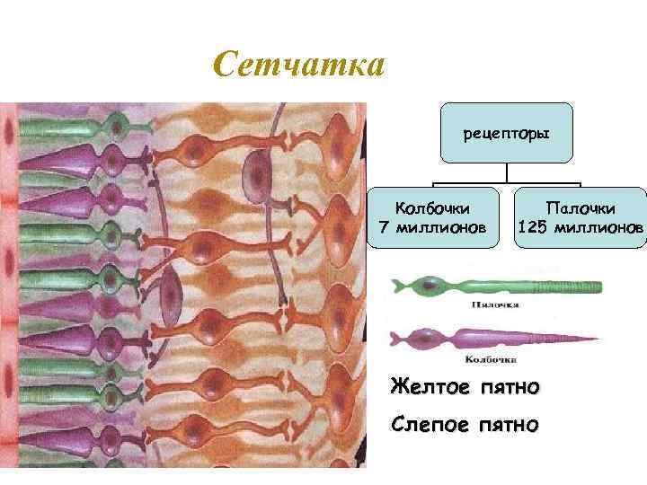 Рецепторы сетчатки