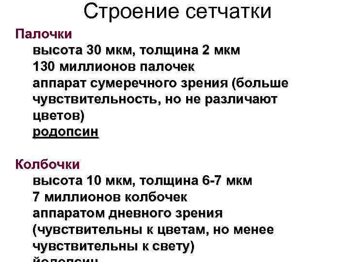 Строение сетчатки Палочки высота 30 мкм, толщина 2 мкм 130 миллионов палочек аппарат сумеречного