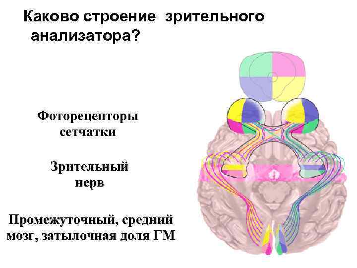 Каково строение зрительного анализатора? Фоторецепторы сетчатки Зрительный нерв Промежуточный, средний мозг, затылочная доля ГМ