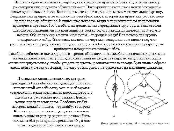 Человек одно из немногих существ, глаза которого приспособлены к одновременному рассматриванию предмета обоими глазами: