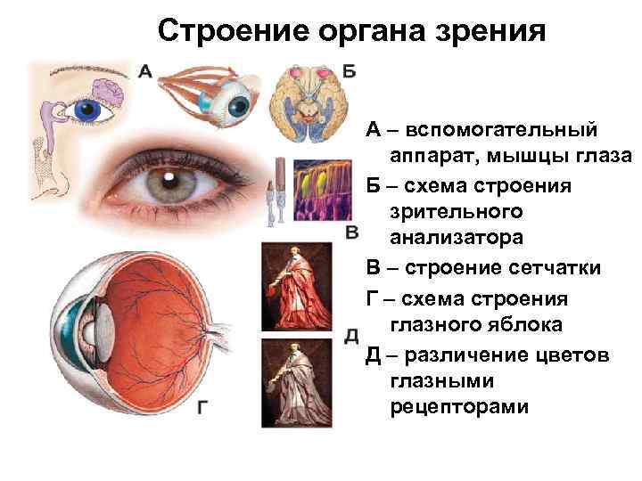 Вспомогательные строение глаза. Орган зрения строение вспомогательный аппарат анатомия. Зрительный анализатор строение глаза. Строение вспомогательного аппарата органа зрения. Вспомогательный аппарат зрительного анализатора функции \.