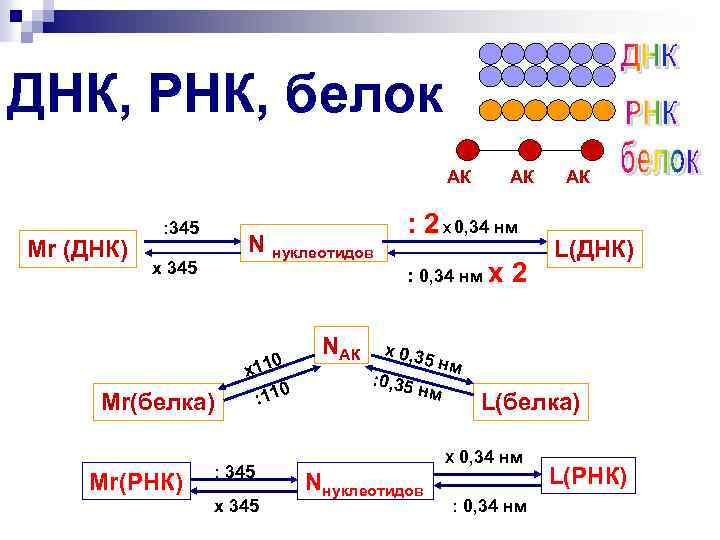 ДНК, РНК, белок АК Мr (ДНК) : 345 N нуклеотидов х 345 Мr(белка) Мr(РНК)