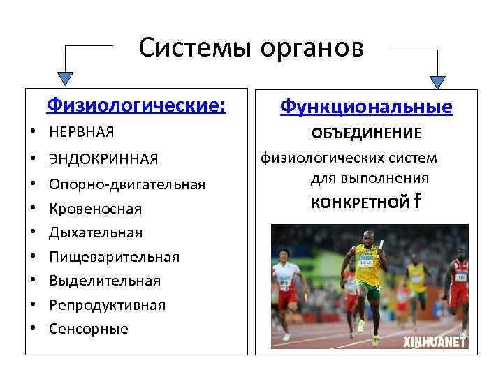 Системы органов Физиологические: • НЕРВНАЯ • • ЭНДОКРИННАЯ Опорно-двигательная Кровеносная Дыхательная Пищеварительная Выделительная Репродуктивная