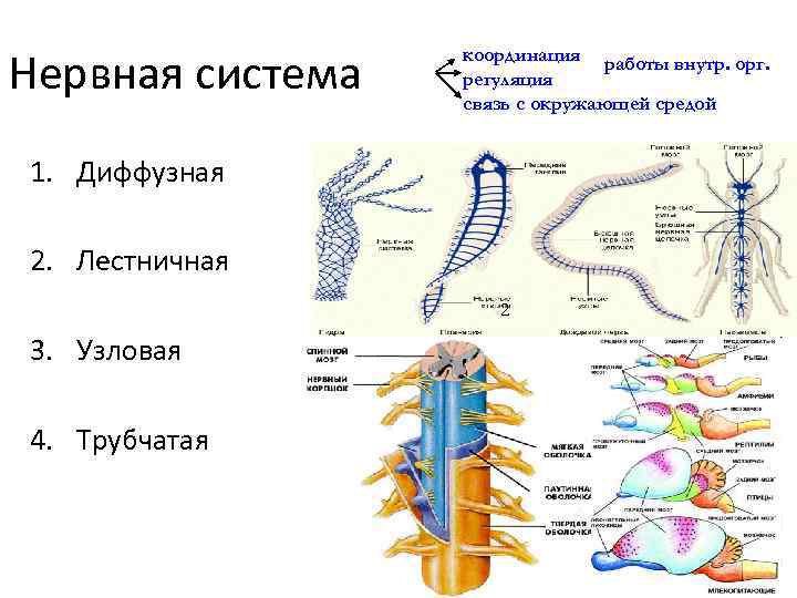 Типы систем животных. Типы нервной системы диффузная лестничная Узловая трубчатая. Типы нервной системы диффузная Узловая трубчатая. Нервная система трубчатого типа. Строение трубчатой нервной системы.