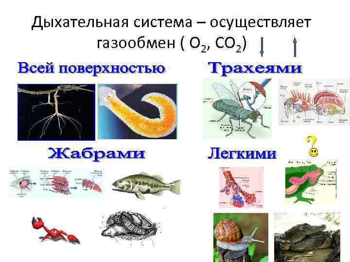 Дыхательная система – осуществляет газообмен ( О 2, СО 2) 