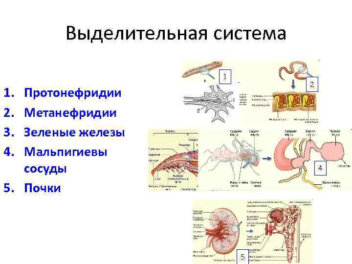 Выделительная система протонефридии