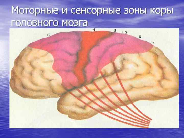 Моторные и сенсорные зоны коры головного мозга 