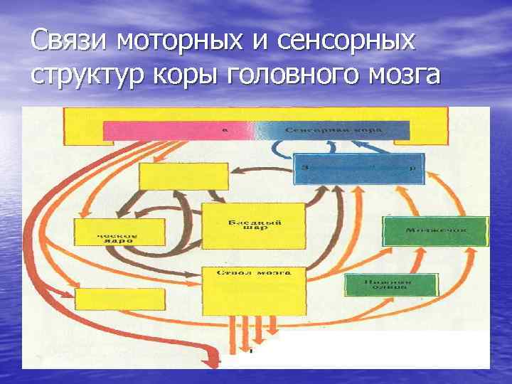 Cвязи моторных и сенсорных структур коры головного мозга 