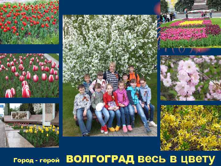 Город - герой ВОЛГОГРАД весь в цвету 