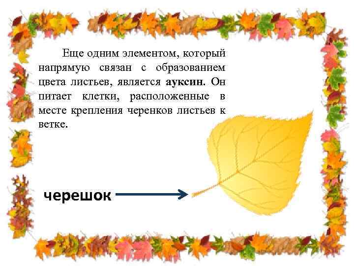 Еще одним элементом, который напрямую связан с образованием цвета листьев, является ауксин. Он питает