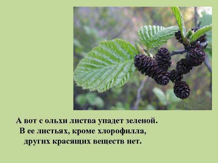 А вот с ольхи листва упадет зеленой. В ее листьях, кроме хлорофилла, других красящих