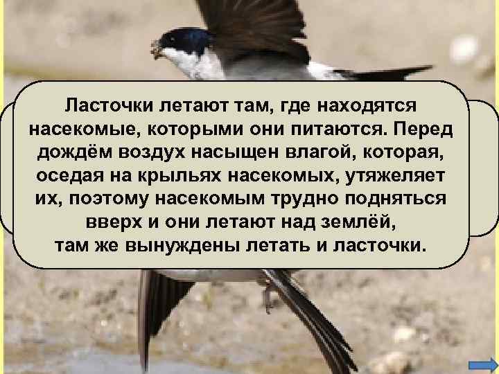 Ласточки летают там, где находятся Вопрос 14 (3 балла) насекомые, которыми они питаются. Перед