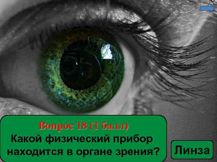 Вопрос 18 (1 балл) Какой физический прибор находится в органе зрения? Линза 