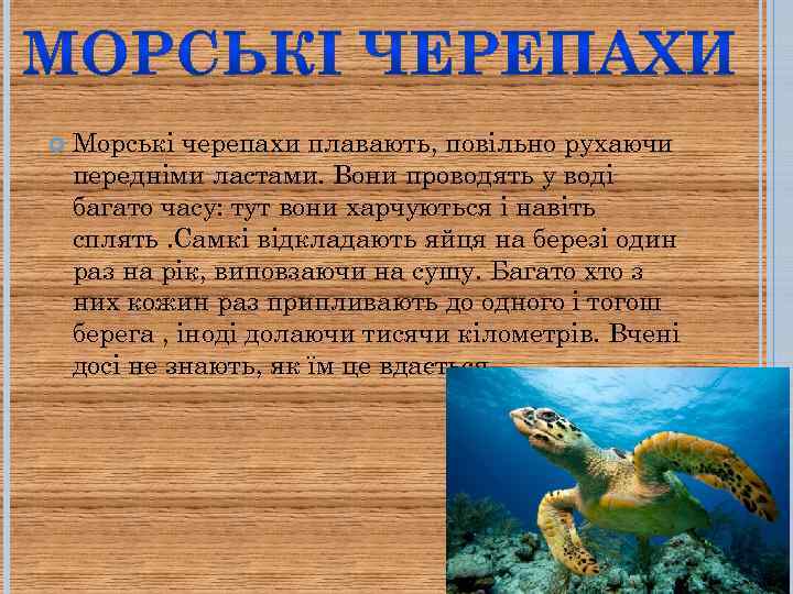  Морські черепахи плавають, повільно рухаючи передніми ластами. Вони проводять у воді багато часу: