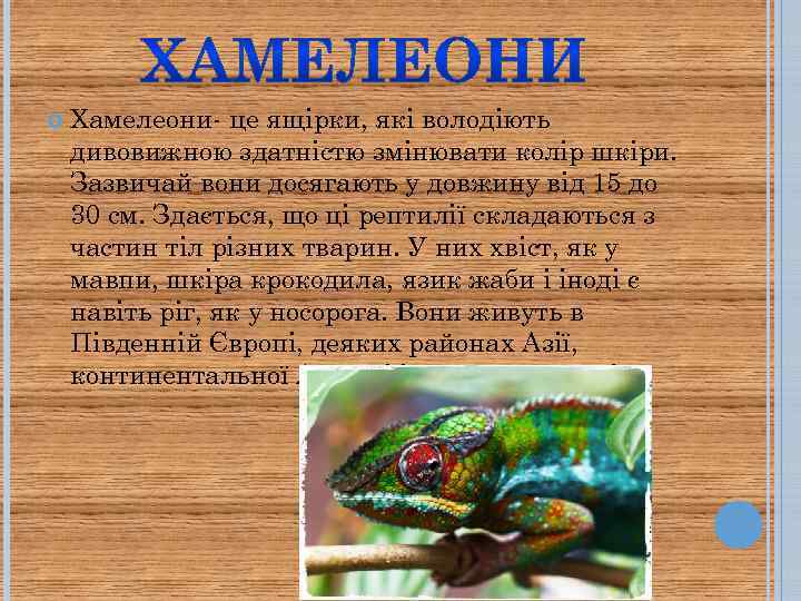  Хамелеони- це ящірки, які володіють дивовижною здатністю змінювати колір шкіри. Зазвичай вони досягають