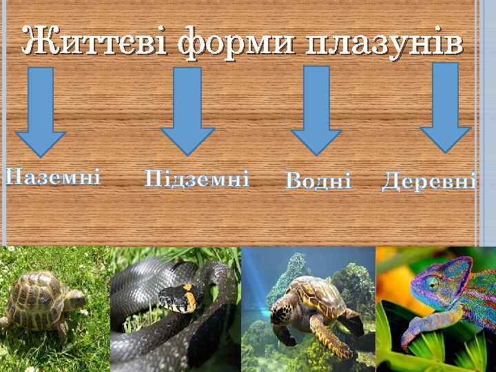 Життєві форми плазунів Наземні Підземні Водні Деревні 