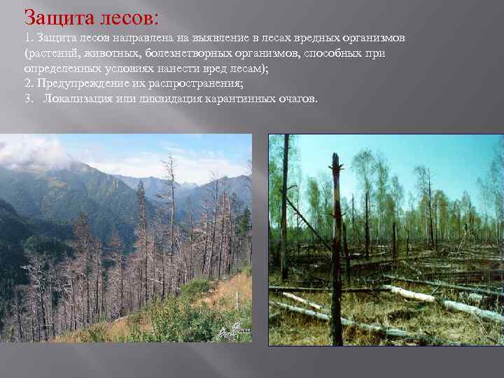 Защита лесов: 1. Защита лесов направлена на выявление в лесах вредных организмов (растений, животных,