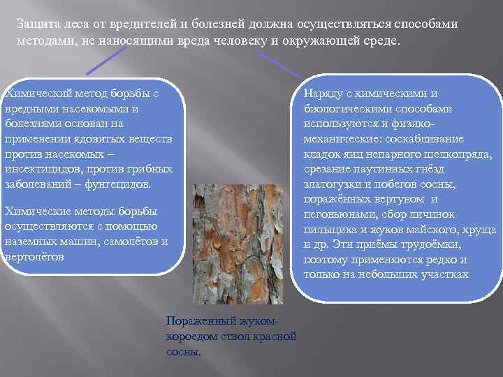 Защита леса от вредителей и болезней должна осуществляться способами методами, не наносящими вреда человеку
