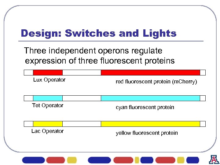 Design: Switches and Lights Three independent operons regulate expression of three fluorescent proteins Lux