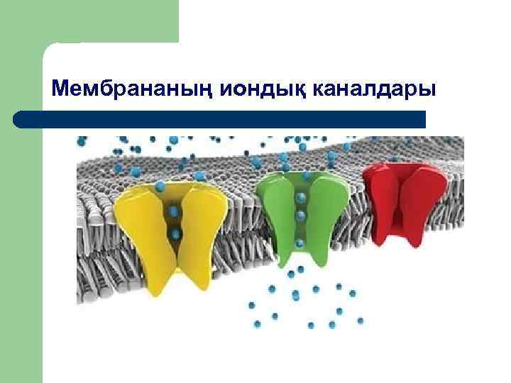 Мембрананың иондық каналдары 