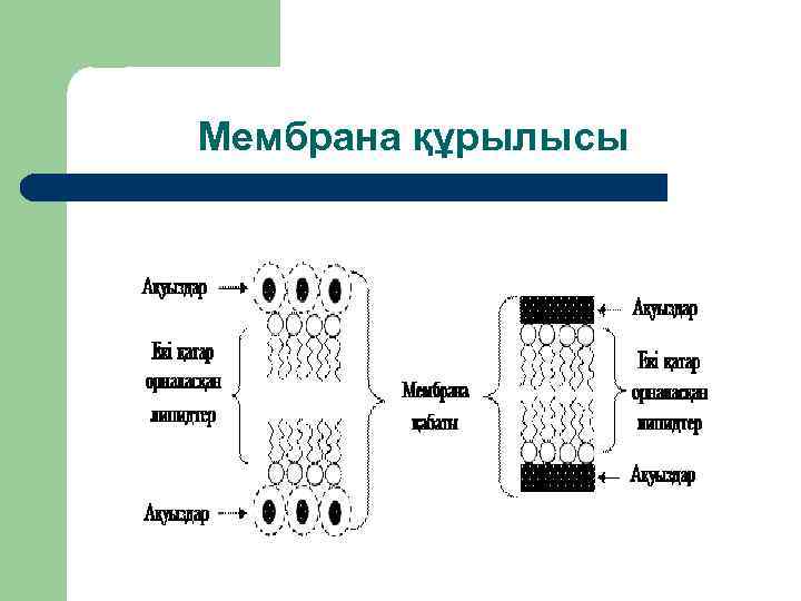 Мембрана құрылысы 