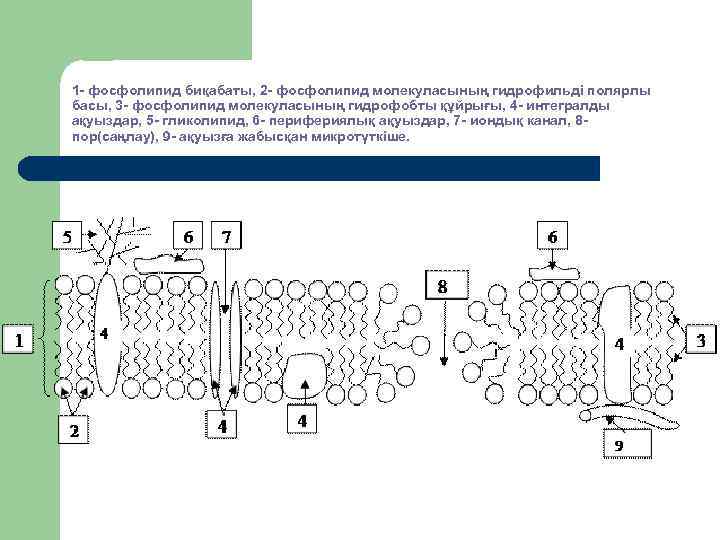  1 - фосфолипид биқабаты, 2 - фосфолипид молекуласының гидрофильді полярлы басы, 3 -