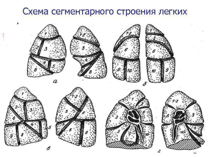 Схема строения легких