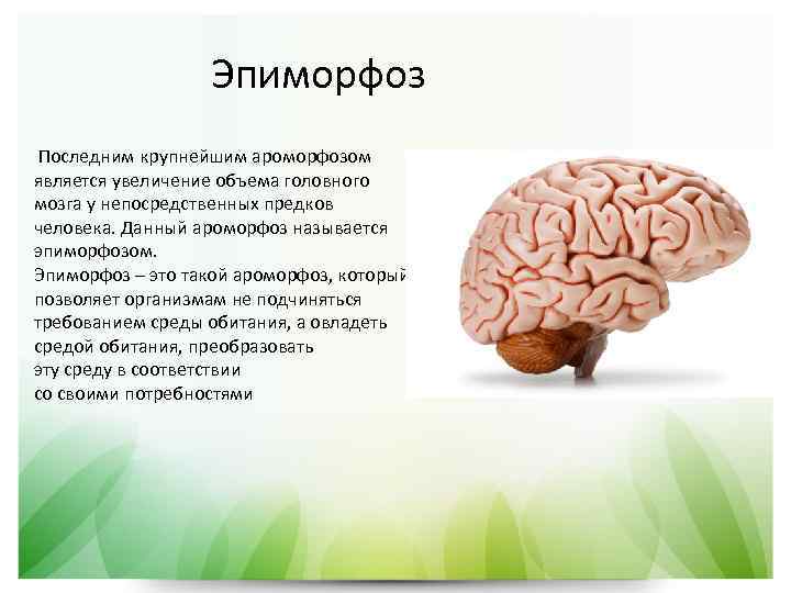 Эпиморфоз Последним крупнейшим ароморфозом является увеличение объема головного мозга у непосредственных предков человека. Данный