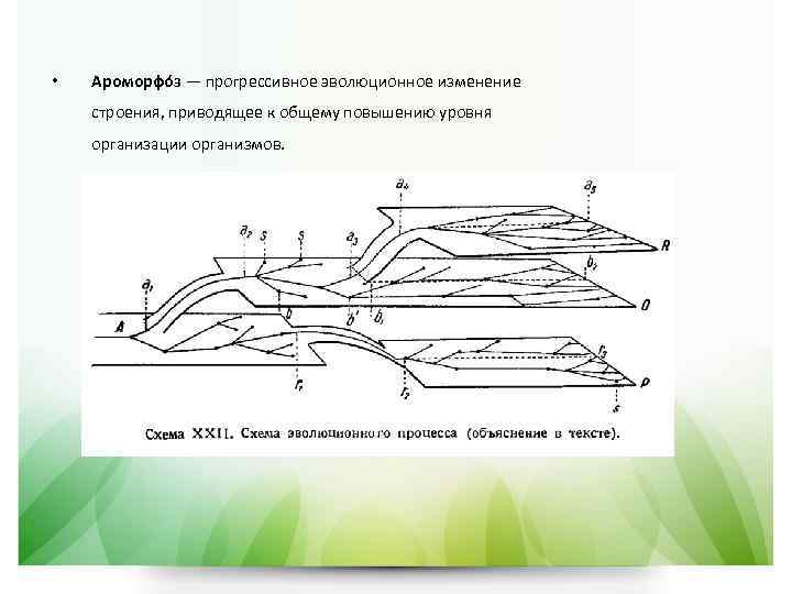 Появление рогов у копытных ароморфоз