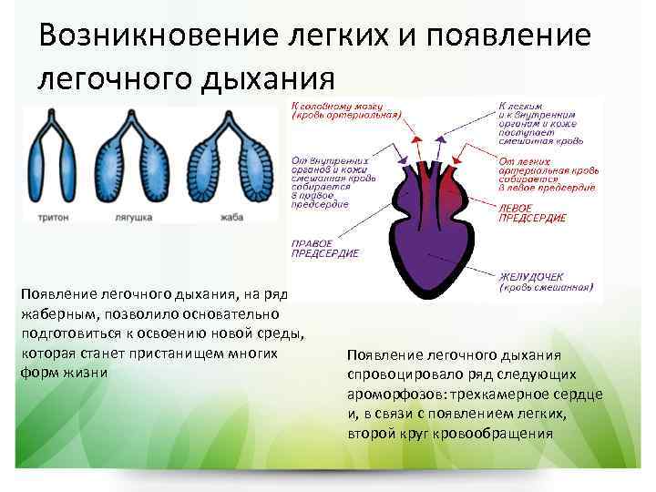 Почему легочное дыхание на суше перспективнее жаберного